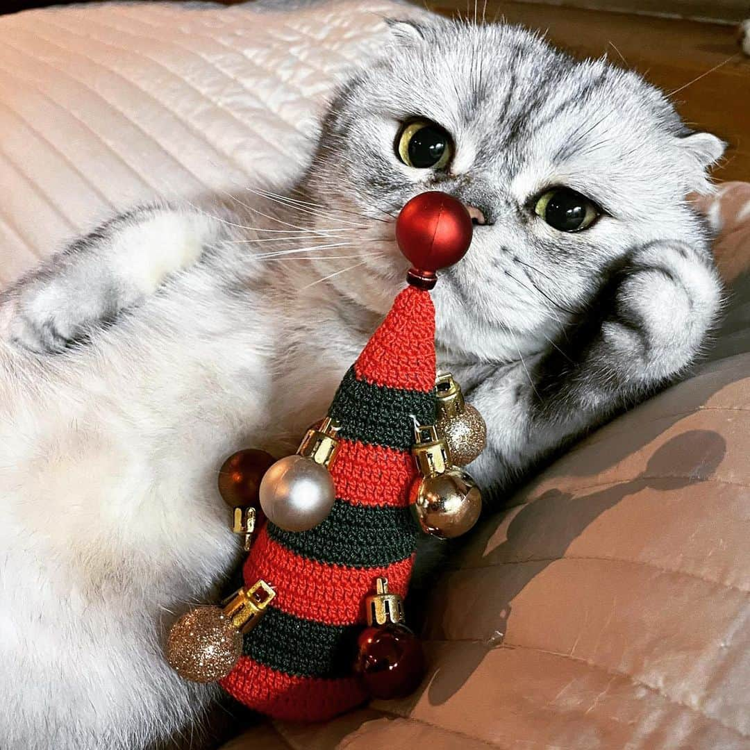 Roku Rokuさんのインスタグラム写真 - (Roku RokuInstagram)「Merry xmas everyone!!! ❤️🎄🎁」12月26日 4時34分 - rokuthecat