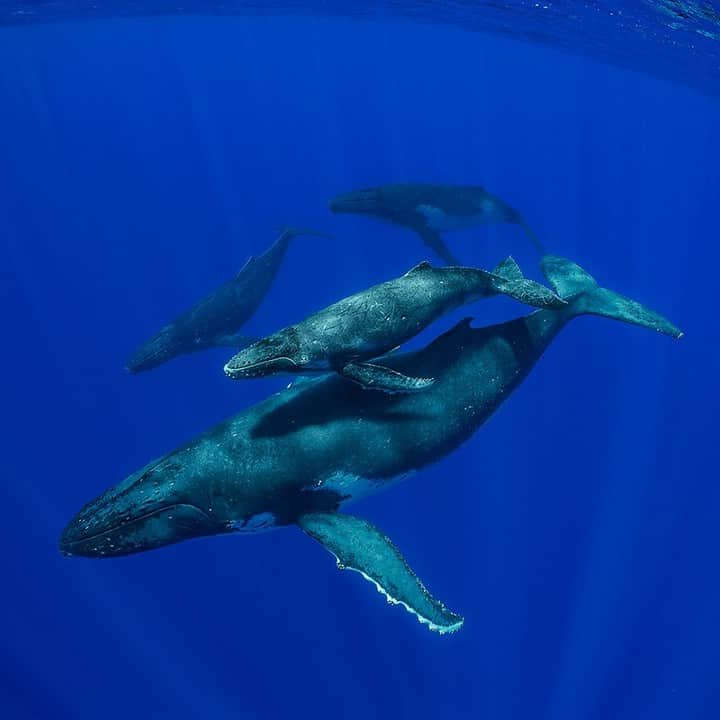 ナショナルジオグラフィックさんのインスタグラム写真 - (ナショナルジオグラフィックInstagram)「Photo by @brianskerry | A humpback whale calf swims above its mom as two male escorts follow along in the waters off the Cook Islands. They had spent a few days in the shallow, protected waters around the islands and were heading out to open sea. Humpback moms invest a lot in their offspring, with a gestation that lasts nearly a year.  A mom spends the first year of the calf’s life teaching it all the skills it will need to survive in the sea. These bonds are strong and are an important element of whale culture. This population of humpbacks feed in Antarctic waters during the summer, then migrate to the South Pacific in winter to have their calves.  Being allowed into the world of these animals is a privilege and never ceases to be exhilarating for me! Coverage from my ongoing project for @natgeo. Follow @BrianSkerry to see more images of whales and marine wildlife. #whales #humpbackwhales #pacific #momandcalf #whaleculture」12月26日 4時36分 - natgeo