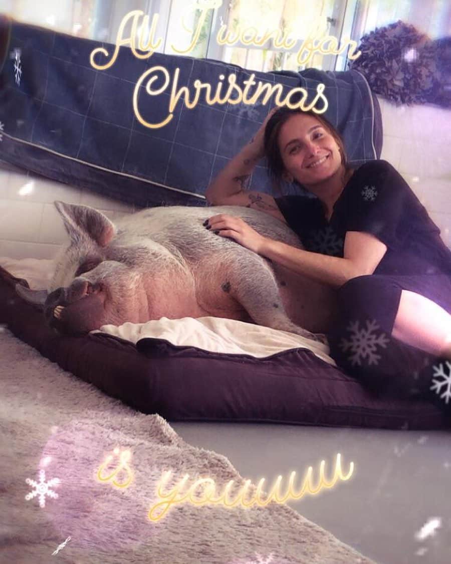 Jamonのインスタグラム：「Me and mom wish you a incredible Christmas. With love, Jamon, Nero and Mom.  #christmas #christmaswishes #jamonthepig #pig #pigsofinstagram #momthisimapillow  Picture @actveda」