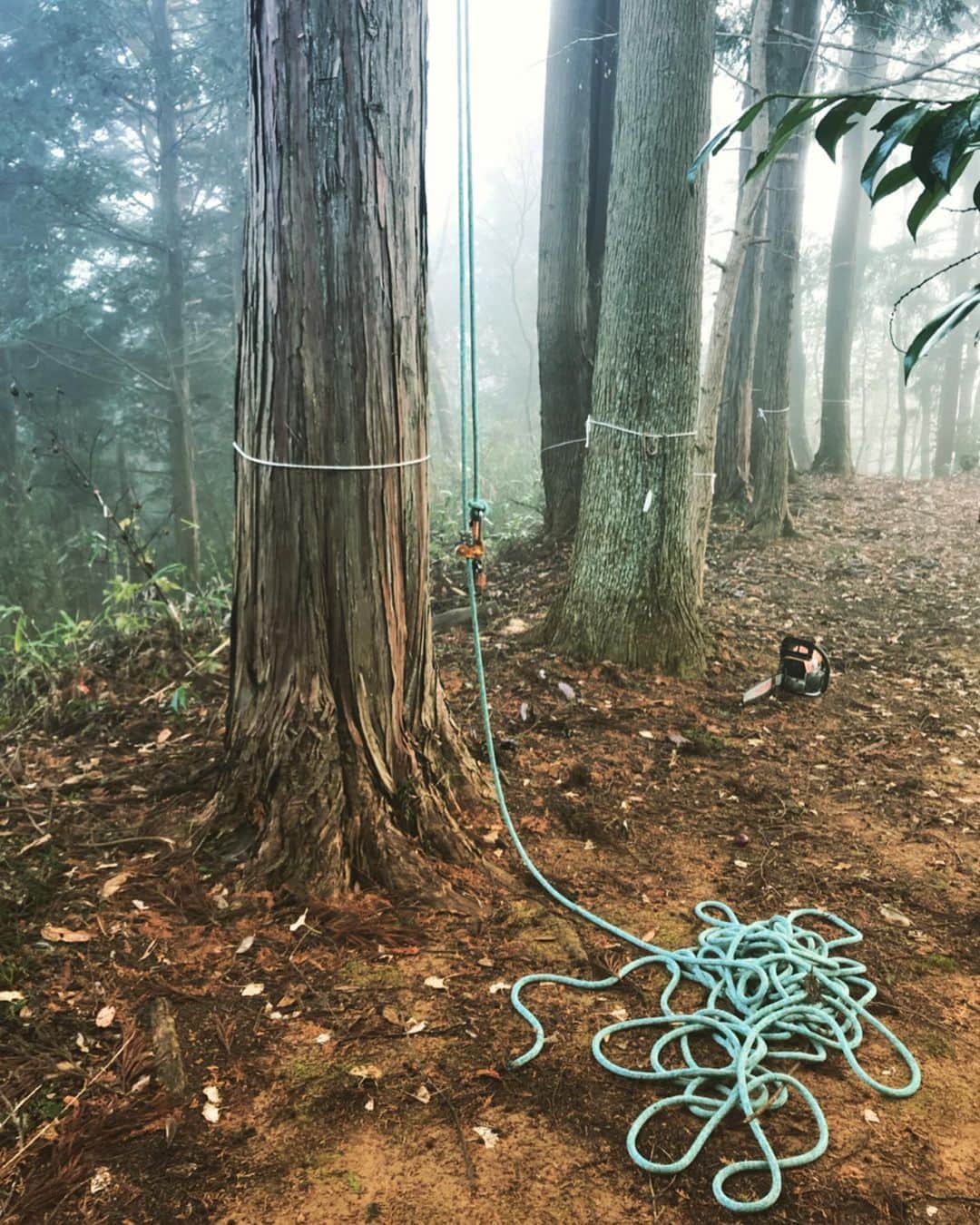 三宅洋平さんのインスタグラム写真 - (三宅洋平Instagram)「#treeclimber #woodcutter #jpn #okayama #jinja #ninja」12月26日 5時24分 - miyake_yohei