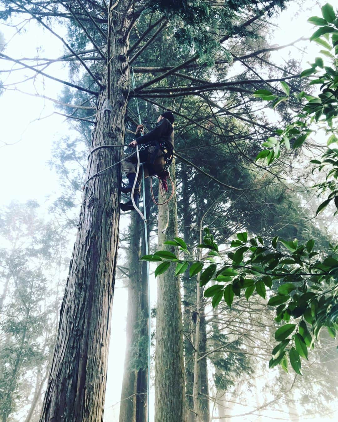 三宅洋平さんのインスタグラム写真 - (三宅洋平Instagram)「#treeclimber #woodcutter #jpn #okayama #jinja #ninja」12月26日 5時24分 - miyake_yohei