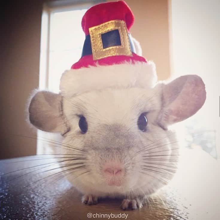 Mr. Bagelさんのインスタグラム写真 - (Mr. BagelInstagram)「Merry Christmas and Happiest Holidays to our friends!! 🎄 🎁 . . . . #MrBagel #chinchilla」12月26日 5時31分 - chinnybuddy