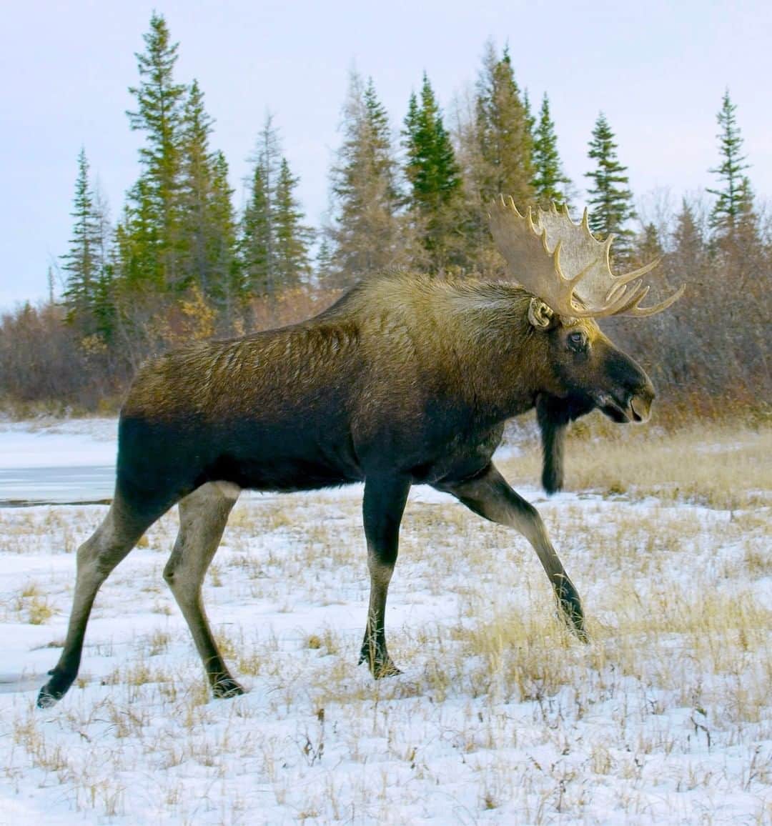 National Geographic Travelさんのインスタグラム写真 - (National Geographic TravelInstagram)「Photo by @bertiegregory | A bull moose walks across a frozen river on the west coast of the Hudson Bay in Manitoba, Canada. The biggest bulls can grow antlers that are six feet across and weigh more than 40 pounds. Like other members of the Cervidae (deer) family, moose grow and shed their antlers every year, with all the growing occurring in a five-month period. Having the biggest antlers helps males achieve reproductive success. Follow @bertiegregory for more wildlife adventures. #wildlife #moose #ice #snow #antlers」12月26日 6時06分 - natgeotravel