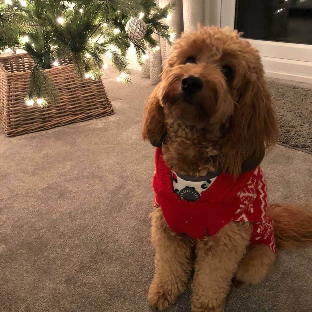 バスさんのインスタグラム写真 - (バスInstagram)「Merry Christmas 🎅🎄🦌 from Honey 🐩🦌 and myself! .  I hope everyone and had a great day with friends and family! 😄 .  Scroll to the end of you want to see what happens when my dad falls asleep around the dogs! 🙈🙊🙊😂 .  #instadog #instagood #dog #dogsofinstagram #twogaijin #xmasday #xmastree #cutedogs  #kawaii #minituregoldendoodle #facelicking #familygoals #tanoshinde #honey #instadog #doglovers #doglover #doglife #doggo」12月26日 7時16分 - basheemskerk_89