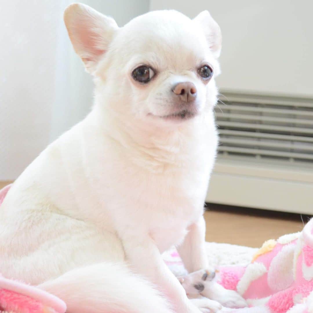 KORIKIのインスタグラム：「おはようございます♪ * #dogofsapporo #dog, #dogs, #dogstagram,#chihuahua,#犬バカ部,#チワワ,#koriki, #hanadog #白スムチ連合会, #スムチー,  #dogofthedayjp, #dogoftheday  #ilovemydog #instadog #instapet #WhiteChihuahua  #吉娃娃 #치와와  #dogsofinstagram #Chihuahualover  #ชิวาวา #チワワの輪 #barkbox #WhiteChihuahuaParty #もふもふモフモフ」