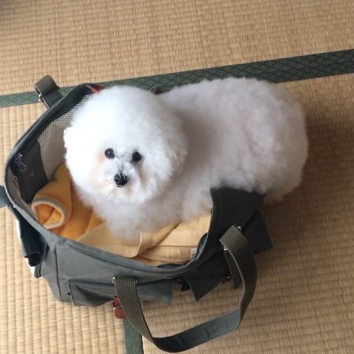 ゆうのインスタグラム：「. . お出かけの準備中 . やけに大人しいなと思って 隣の部屋を覗いたらキャリーバッグに 入り損ねたアーニーさんがいた😅 I want to take a bag👜 . . . #キャリー出したらお出かけ #表情が切ない #もう一回入ろうとしたけど無理だった #置いてかれまいと必死 . . .」