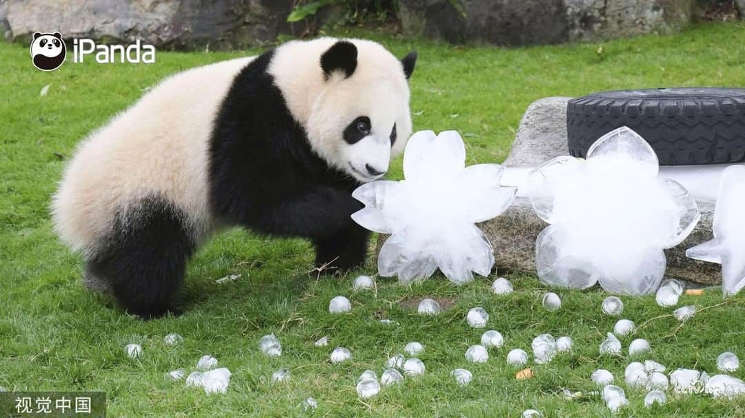 iPandaさんのインスタグラム写真 - (iPandaInstagram)「Can I have Elsa's magical powers? I wanna turn my home into an ice castle. (Sai Hin) 🐼 🐾 🐼 #FriendshipMessenger #panda #ipanda #animal #pet #adorable #China #travel #pandababy #cute #photooftheday #Sichuan #cutepanda #animalphotography #cuteness #cutenessoverload #giantpanda」12月26日 17時30分 - ipandachannel