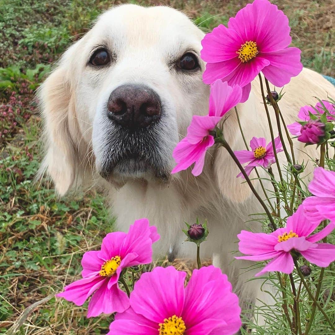 P太郎ママさんのインスタグラム写真 - (P太郎ママInstagram)「まだ咲いとったよ！ #フィルター　で、 ちょい鮮やかにしてみた。 まだ秋だよねー ←いや、それは無理があろう！ …完全に年末じゃん！！！ 今年、あと5日間だよ！ #秋桜 #花と犬」12月26日 18時22分 - ptarodada