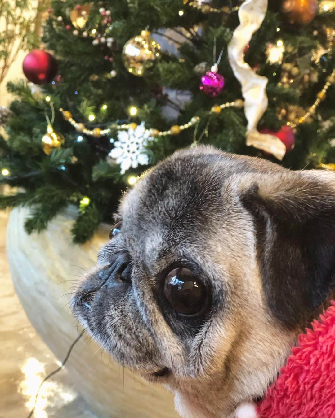 八兵衛のインスタグラム：「🎄Hachibei 🎄 * * 思わぬタイミングで ツリーがあって 良かったねぇ🎄 * * #昨日美容院にあった #ツリーに興味なし👴🏻 #ほぼ黒パグ #おじいちゃん犬 #pug #puggy #puglife #puglove #petstagram #pugstagram #pugsofinstagram #pugs #dog #ふわもこ部  @igersjp #IGersJP #east_dog_japan #pecoイヌ部 #八兵衛 #はちべえ #朝ワンコ夕ニャンコ」