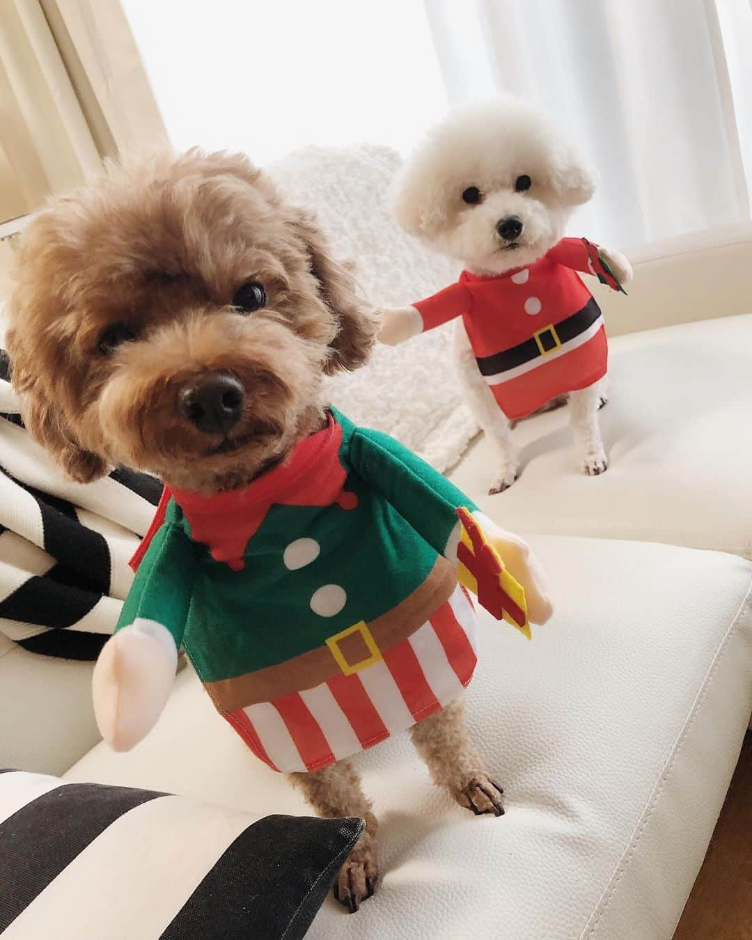 MIKAのインスタグラム：「🎅🏾🤶🏻💕 #poodle #toypoodle #dogstagram #dogs #プードル #トイプードル #といぷーどる部 #プードル姉弟 #おまるさん #🐩」