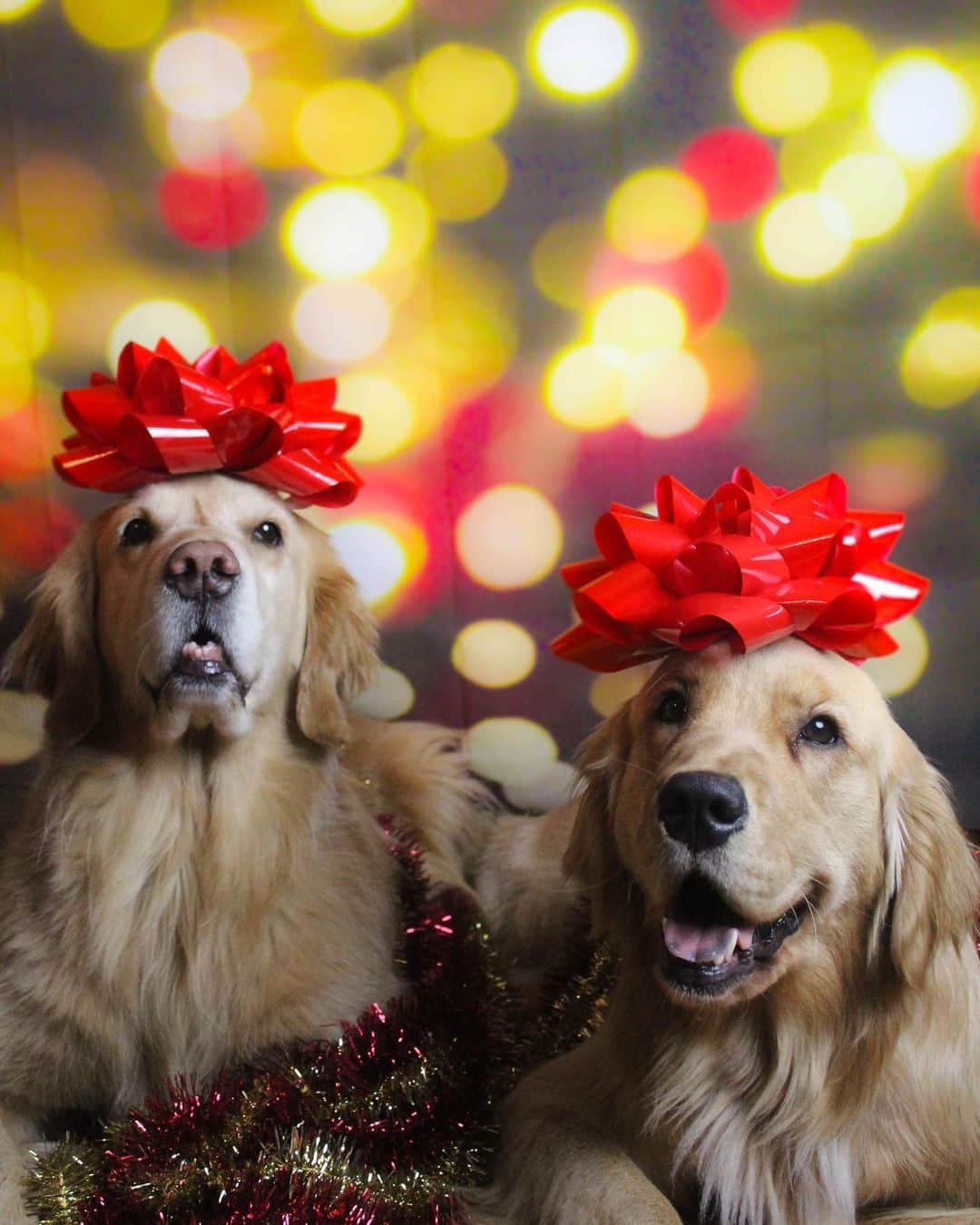 モヒートさんのインスタグラム写真 - (モヒートInstagram)「These were the other Christmas card photos this year 💜🎄❄️🎁 We want to wish a Merry Christmas, Happy Hanukkah and Happy Kwanzaa (& happy everything else too!) to all our friends 💜 ------------------------------- #goldensofig #goldenretriever  #goldenretrieversofinstagram #betterwithpets #dogsofig  #dogsofinstagram #fluffypack #gloriousgoldens #welovegoldens #ilovemydog #goldenlife #bestwoof #ProPlanDog #ilovegolden_retrievers #mydogiscutest #retrieversgram #dogsofcle  #christmas #catsofinstagram」12月26日 11時37分 - mojito_rose_family