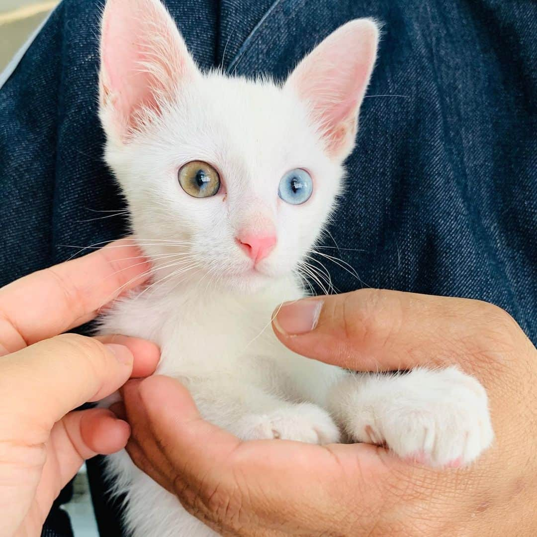 tamatamagoさんのインスタグラム写真 - (tamatamagoInstagram)「🐇Mocchan is doing great 👍🏻 🎉❤️😊🙌🏻 . .  Yesterday I could meet Mochi again because we had an appointment to see vet for Mochi’s vaccinations together☺️I bought a carry case as a Christmas present 🎁 for him because I heard they are planning to take him to car ride during new year holidays 😊🎉In second video you’ll see something surprise😃Yes!! Hana and Mochi are in same video clip! (Hana also had appointment with vet for vaccinations 💉☺️)Hee hee😆It makes me feel so good 😊 Last one was taken by grandma 👵🏻 . .  昨日はもっちゃんと再会することができました🎉二日ぶり〜😂😂😂 ワクチン2回目を受けにイケメン先生の所に一緒に行ったんです☺️ もっちゃんすっかりおばあちゃん子☺️ . .  二枚目、サプライズ🎉 ハナちゃんともっちゃんが一緒の動画に😆ハナちゃんもルキミアワクチン2回目だったんです。 お正月、県外に行くのにおばあちゃんはもっちゃんをどこにも預けたくないそうで、車で一緒に移動する機会があるようなので、もっちゃんへキャリーケースをクリスマスプレゼント🎅🎁😊 すごく大事にしてもらえてるのを感じられて嬉しかったぁ☺️ ラストの一枚はおばあちゃん撮影😄 . . .  2019/12/26 . .  #白猫　#オッドアイ　#保護猫 #タイ猫　#子猫　#にゃんだふるらいふ #にゃんすたぐらむ #猫好きさんと繋がりたい #ペコねこ部 #catthailand #catstagram #cats_of_instagram #kittenoftheday #kittensofinstagram #แมว #แมวไทย #cutecat #whitecat #catlover #meowbox」12月26日 12時19分 - tamatamago