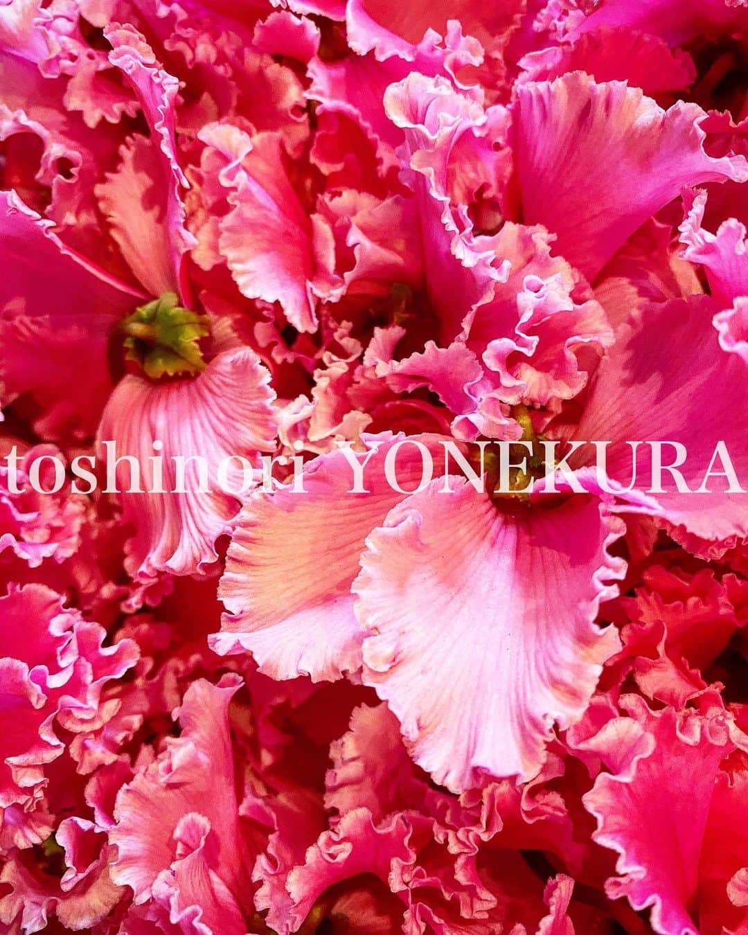 米倉利紀さんのインスタグラム写真 - (米倉利紀Instagram)「flower of the week」12月26日 12時19分 - toshi_yonekura