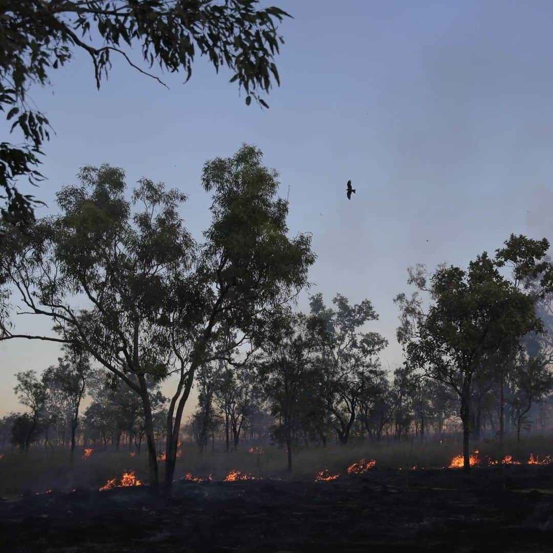 ナショナルジオグラフィックさんのインスタグラム写真 - (ナショナルジオグラフィックInstagram)「Photo by Daniella Zalcman @dzalcman | Small brush fires burn in Katherine, Australia, almost constantly during the summer months, when the temperature routinely hovers above 40°C. The fires often attract birds of prey looking to scoop up small animals displaced from their homes. Australia just experienced its hottest day on record on December 17, with the national average temperature reaching 40.9°C (105.6°F). Hundreds of brush fires continue to burn across the country, and coupled with severe drought, it looks like 2019 will be Australia's driest year in over a century.」12月26日 12時34分 - natgeo