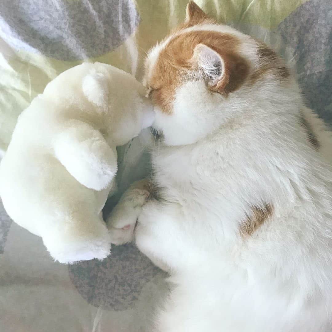 MiawMiawのインスタグラム：「こんにちは😊♪⁣ ミャウミャウ公式アカウントです🐈⁣ ⁣ ただいま開催中のフォトコンテストの応募の中から⁣ 【 #リラックスmiawmiaw2019冬 】を⁣ 付けていただいた方のフォトをご紹介いたします！⁣ ⁣ ━･･━･･━･･━･･━･･━･･━⁣ photo： @erittetsu さん⁣ ━･･━･･━･･━･･━･･━･･━⁣ ⁣ シロクマさんとちゅー😽💕⁣ かわいい寝顔に癒されます😻💕⁣ ⁣ ⁣ フォトコンテストへのご応募ありがとうございました💫⁣ ________________________________________＿＿⁣ ⁣ ただいまMiawMiaw冬のフォトコンテスト開催中😸❗❗⁣ ⁣ 当アカウントをフォロー＆素敵な猫ちゃんのお写真を投稿をしてくださった方の中から＼合計18名様／に、豪華賞品をプレゼント致します✨⁣ ⁣ ＜参加方法＞⁣ ① @miawmiaw_series (ミャウミャウ公式アカウント)をフォロー⁣ ② 応募テーマに合ったお写真を撮影する（過去に撮影したお写真の投稿も可)⁣ ③ 下記のフォトコン専用ハッシュタグの中から、一つ選んで投稿する（複数応募・複数枚投稿可）⁣ ※キャンペーン期間外(過去投稿)の投稿に応募ハッシュタグを付けた場合はキャンペーンの応募対象外とさせていただきます。ご了承ください。⁣ ※並行して開催中のフォトコンテストへ同時にご応募いただくことも可能です。⁣ ⁣ ＜フォトコン専用ハッシュタグ＞⁣ ①～②のいずれかの応募テーマを選択し、指定のハッシュタグを付けて投稿してください♪⁣ 【①猫ちゃんのリラックスしているフォト】⁣ #リラックスmiawmiaw2019冬⁣ ※「2019冬」を付けていただかないと今回の応募の対象になりませんのでご注意ください。⁣ ⁣ ⁣ 【②猫ちゃんと冬にちなんだフォト】⁣ #冬猫miawmiaw2019⁣ ⁣ フォトコンテスト期間中、指定のハッシュタグでご参加いただいている方を、⁣ 当アカウントでご紹介させていただくこともございます😻⁣ ⁣ ＜募集期間＞⁣ 2019年11月1日(金)～2020年1月31日(金)23:59まで⁣ ⁣ ＜賞品＞⁣ 大賞✨（2名さま ※各ハッシュタグ×1名さまずつ）投稿フォト入りオリジナル爪とぎ＋MiawMiaw商品詰め合わせ⁣ 金賞✨（6名さま ※各ハッシュタグ×3名さまずつ）オリジナルQUOカード2枚セット（800円分）＋MiawMiaw商品詰め合わせ⁣ 銀賞✨（10名さま ※各ハッシュタグ×5名さまずつ）MiawMiaw商品詰め合わせ⁣ ※賞品の画像はイメージです。変更になる場合がございます。⁣ ⁣ ＜入選者様へのご連絡＞⁣ 入選者発表は2⽉下旬を予定しております。⁣ 入選者の⽅には Instagram上のDMにてご連絡致します。⁣ ⁣ ＜ご注意＞⁣ ＊本キャンペーンにご参加いただくことにより、本募集要項に同意いただいたものとみなします（未成年の方については、親権者に同意いただいたものとみなします）。⁣ ＊選考時に、アカウントフォロー及び指定のハッシュタグ投稿を継続いただいていることが確認できない場合、選考の対象から外れることがあります。フォトコンテスト終了からおおむね1か月程度、参加条件に達する状態を継続いただくことをお勧めします。⁣ ＊アカウントを非公開設定にしている場合は選考対象外となります。⁣ ＊再選考は行いません。⁣ ＊入選者は、配送の都合で日本国内にお住まいの方に限らせていただきます。⁣ ＊企業アカウントからのご応募は選考対象外となります。⁣ ＊賞品の返品・交換はできませんのでご了承くださいませ。⁣ ＊賞品の転売は禁止させていただきます。⁣ ＊通信環境の問題でDMが不着となった場合、又はご当選通知のDMに記載の手続きを履行いただけない場合、ご入選の資格は無効となります。⁣ ＊賞品画像はイメージとなります。⁣ ＊本キャンペーン参加にあたって生じるインターネット接続料や通信料、当選連絡DMに記載の手続を履践するにあたって生じる諸費用は、ご本人様の負担となります。⁣ ＊本キャンペーンで投稿いただいた写真や動画は、当社公式Instagramアカウントにてご紹介させていただく場合がございます。なお、このご紹介は選考結果とは関係がありません。⁣ ⁣ たくさんのご応募お待ちしております！⁣ ⁣ ⁣ #miawmiaw #ミャウミャウ⁣ #令和miawmiaw #冬猫miawmiaw2019 #リラックスmiawmiaw2019冬 #フォトコンテスト #コンテスト #プレゼント企画 #プレゼント #プレゼントキャンペーン #キャンペーン開催中 #キャンペーン #ねこのいる生活 #ねこばか #ネコ好き #猫 #ねこ #ネコ #にゃんこ」