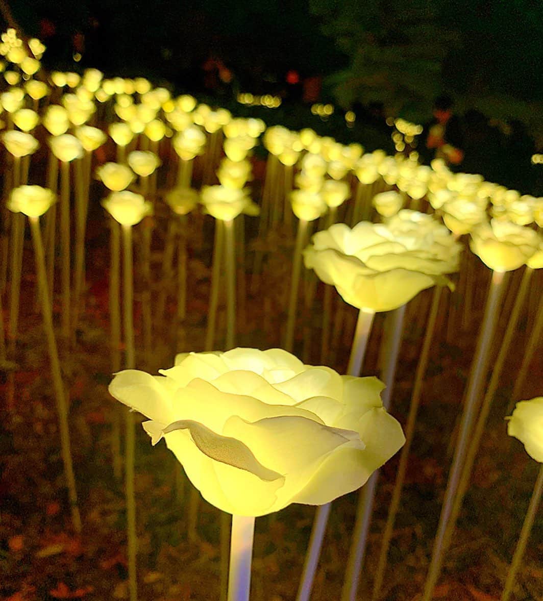 百合華さんのインスタグラム写真 - (百合華Instagram)「夜の明洞の街を散策中に偶然通った『明洞聖堂』の周り一面が、数えきれないくらいの白い薔薇のイルミネーションで光のお花畑になっておりました🥰﻿ ﻿ 韓国で最も古いゴシック様式の教会も夜になるとライトアップされてとっても幻想的✨✨✨ ﻿ ﻿ 丘の上まで上がると人もまばらになりファンタジーな世界を独り占め出来ちゃえます🎶﻿ ﻿ クリスマスの聖なる夜に一生忘れない素敵な光景をプレゼントしてくださりどうもありがとう❤️ ﻿ ﻿ #korea ﻿ #韓国﻿ #myeongdong ﻿ #明洞﻿ #明洞聖堂﻿ #教会﻿ #ゴシック様式﻿ #ライトアップ﻿ #幻想的﻿ #白い薔薇﻿ #白いバラ﻿ #イルミネーション ﻿ #お花畑﻿ #感動﻿ #christmas ﻿ #クリスマス﻿ #聖なる夜﻿ #光景﻿ #ファンタジー﻿ #世界観﻿ #独り占め﻿ #一生忘れない」12月26日 14時00分 - yurika.lovelily