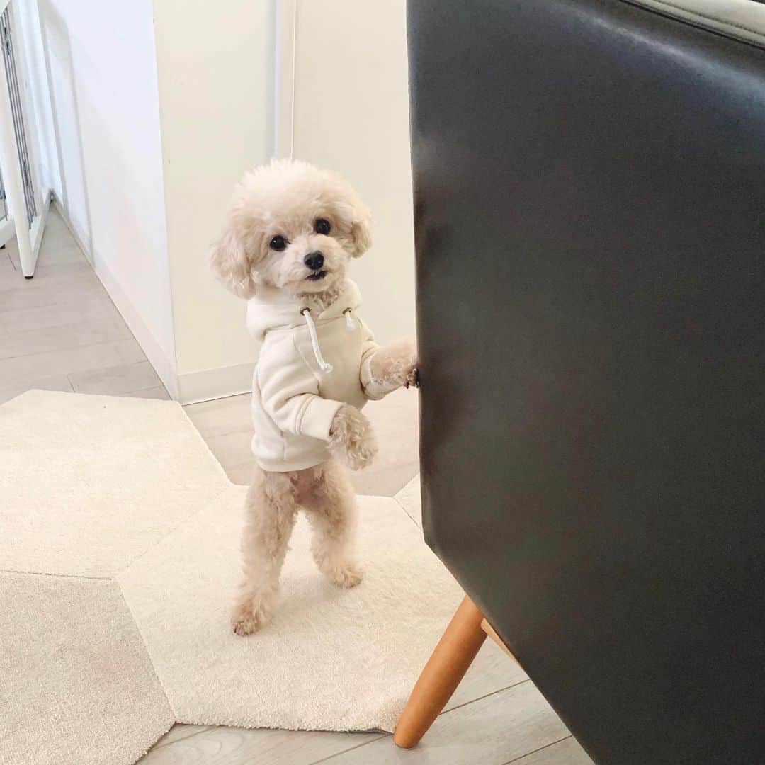 mizuのインスタグラム：「今日もかわいいが止まらないな•ᴥ•」