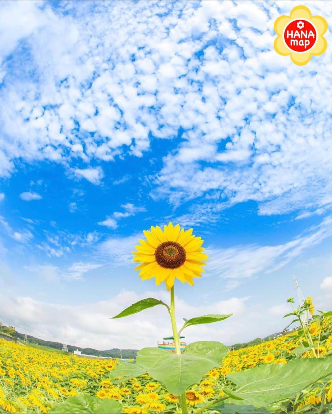 はなまっぷ❁日本の花風景のインスタグラム