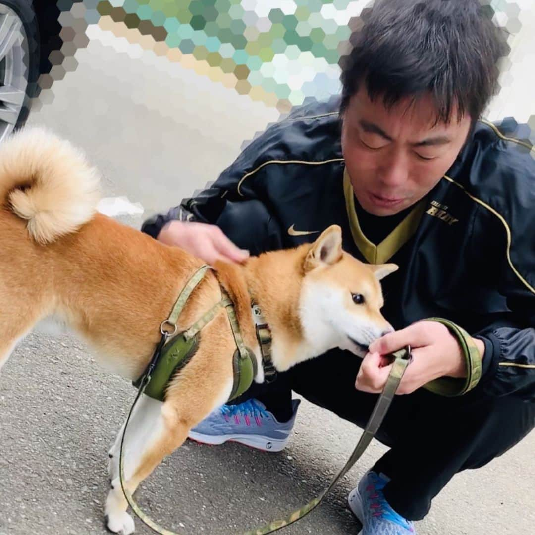 大山加奈さんのインスタグラム写真 - (大山加奈Instagram)「. . やっとだいずに会ってもらうことが できましたーーー‼︎‼︎‼︎‼︎ . . だいずに会いたいと 言ってくれていたのですが なかなかチャンスがなく 今日やっと1年越しに叶いました‼︎ . . すごくうれしそうなだいずくんだけど 誰が遊んでくれてるのか ちゃんとわかってるのかしら🤔 . そしてそのすごさも わかってるのかしら🤔笑。 . . 澤井社長にも会ってもらえたし だいず、よかったね☺️💓 . . また遊んでもらえるといいね😆 . .  #上原浩治さん  #だいず #だいず🐕💓 #豆柴 #豆柴部  #柴犬 #しばいぬ  #犬のいる暮らし#🐶 #🐕#いぬすたぐらむ #ワンスタグラム #しばすたぐらむ #mameshiba#shibainu#shibastagram #柴犬好きさんと繋がりたい #柴犬のいる暮らし #柴犬ライフ #上原浩治」12月26日 14時42分 - kanaoyama0619