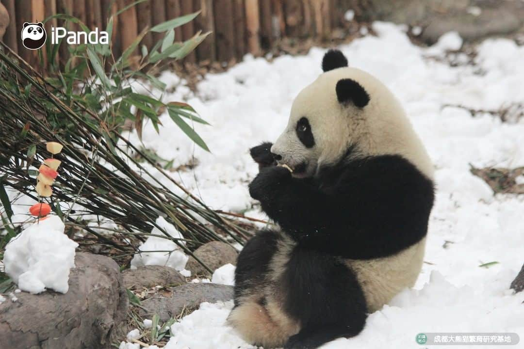 iPandaさんのインスタグラム写真 - (iPandaInstagram)「Giant pandas prefer cold to warm weather. As it rarely snows in China’s southwest city Chengdu, staff create piles of snow for the enrichment of pandas living there. Carrots, dates, and apples are used to decorate the snowman. Can you tell who is cuter, the snowman or the panda cub? 🐼 🐾 🐼 #PandaNews #panda #ipanda #animal #pet #adorable #China #travel #pandababy #cute #photooftheday #Sichuan #cutepanda #animalphotography #cuteness #cutenessoverload #giantpanda」12月26日 15時28分 - ipandachannel