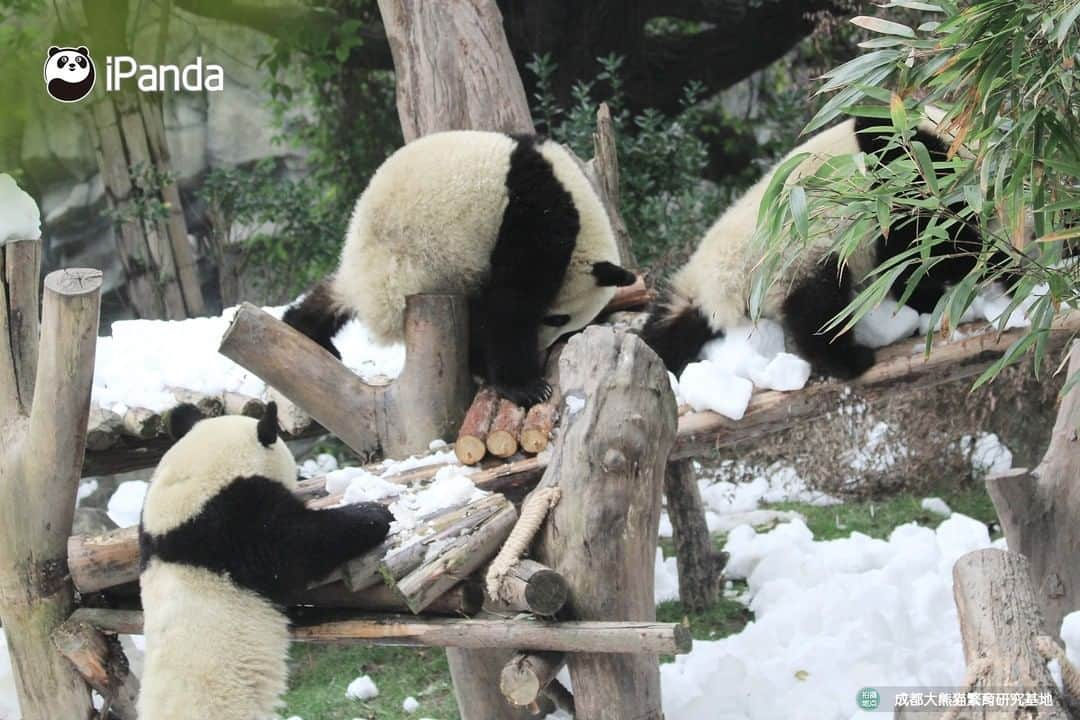 iPandaさんのインスタグラム写真 - (iPandaInstagram)「Giant pandas prefer cold to warm weather. As it rarely snows in China’s southwest city Chengdu, staff create piles of snow for the enrichment of pandas living there. Carrots, dates, and apples are used to decorate the snowman. Can you tell who is cuter, the snowman or the panda cub? 🐼 🐾 🐼 #PandaNews #panda #ipanda #animal #pet #adorable #China #travel #pandababy #cute #photooftheday #Sichuan #cutepanda #animalphotography #cuteness #cutenessoverload #giantpanda」12月26日 15時28分 - ipandachannel