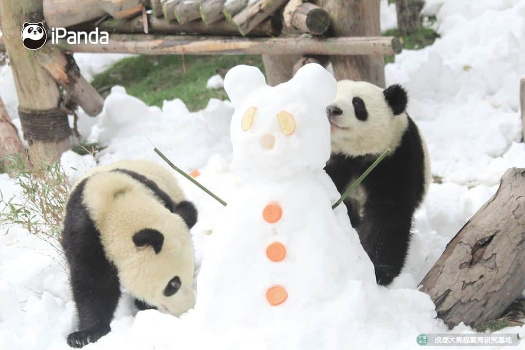 iPandaさんのインスタグラム写真 - (iPandaInstagram)「Giant pandas prefer cold to warm weather. As it rarely snows in China’s southwest city Chengdu, staff create piles of snow for the enrichment of pandas living there. Carrots, dates, and apples are used to decorate the snowman. Can you tell who is cuter, the snowman or the panda cub? 🐼 🐾 🐼 #PandaNews #panda #ipanda #animal #pet #adorable #China #travel #pandababy #cute #photooftheday #Sichuan #cutepanda #animalphotography #cuteness #cutenessoverload #giantpanda」12月26日 15時28分 - ipandachannel