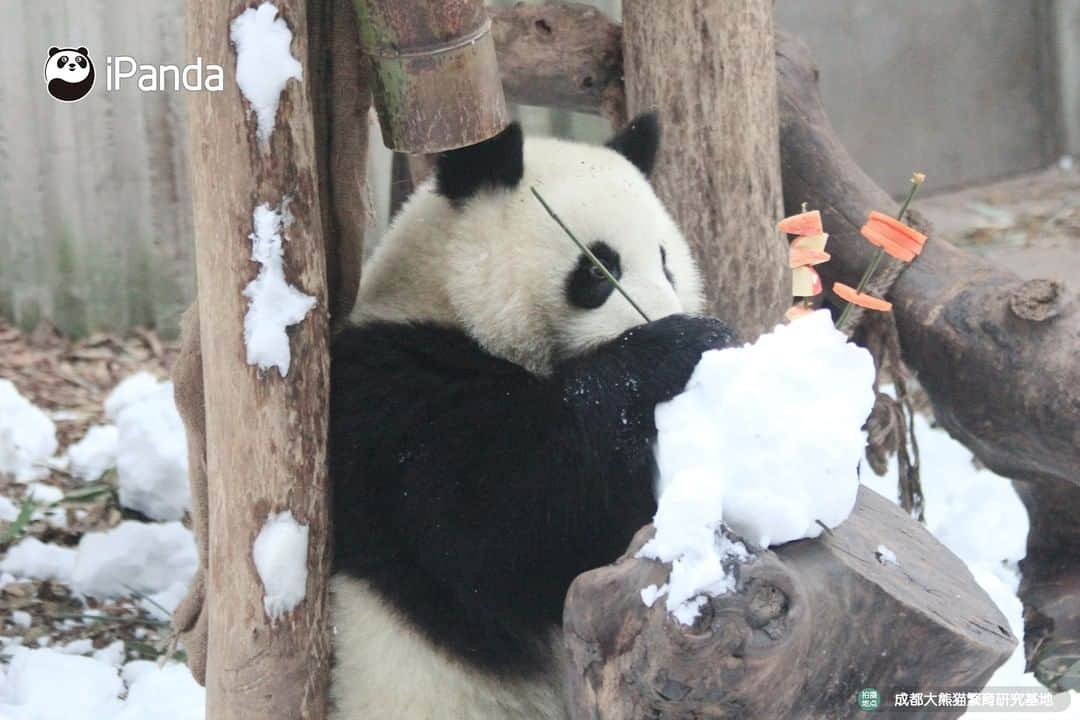 iPandaさんのインスタグラム写真 - (iPandaInstagram)「Giant pandas prefer cold to warm weather. As it rarely snows in China’s southwest city Chengdu, staff create piles of snow for the enrichment of pandas living there. Carrots, dates, and apples are used to decorate the snowman. Can you tell who is cuter, the snowman or the panda cub? 🐼 🐾 🐼 #PandaNews #panda #ipanda #animal #pet #adorable #China #travel #pandababy #cute #photooftheday #Sichuan #cutepanda #animalphotography #cuteness #cutenessoverload #giantpanda」12月26日 15時28分 - ipandachannel