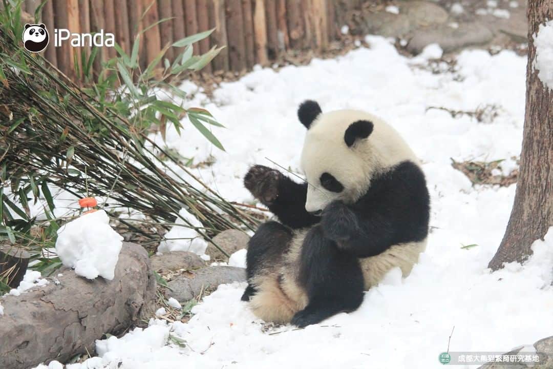 iPandaさんのインスタグラム写真 - (iPandaInstagram)「Giant pandas prefer cold to warm weather. As it rarely snows in China’s southwest city Chengdu, staff create piles of snow for the enrichment of pandas living there. Carrots, dates, and apples are used to decorate the snowman. Can you tell who is cuter, the snowman or the panda cub? 🐼 🐾 🐼 #PandaNews #panda #ipanda #animal #pet #adorable #China #travel #pandababy #cute #photooftheday #Sichuan #cutepanda #animalphotography #cuteness #cutenessoverload #giantpanda」12月26日 15時28分 - ipandachannel