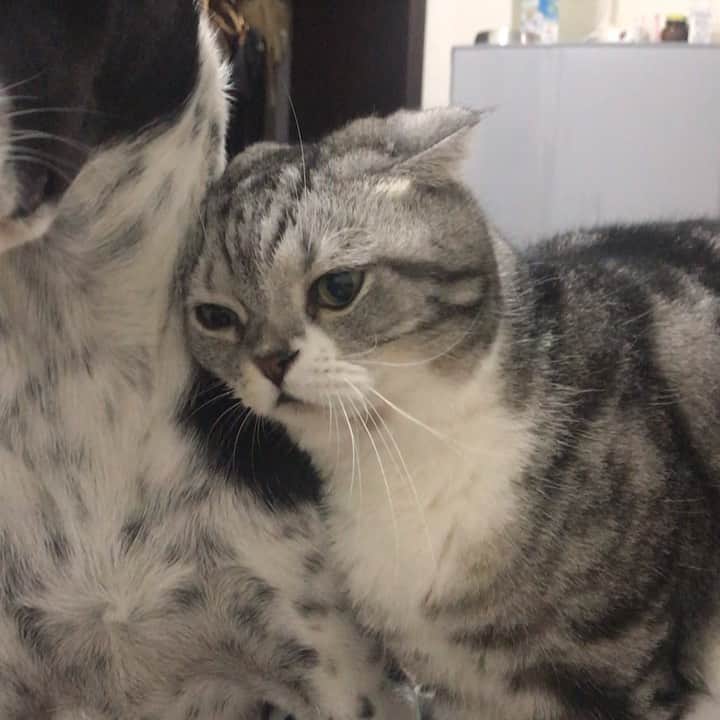 KATSUOのインスタグラム：「実はメイちん大好き疑惑 . #cat #dog #petstagram #catstagram #instapet #catsofinstagram #dogsofinstagram  #かつおとメイ #領養代替購買 #寄り添い隊」