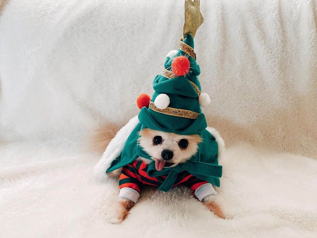 r_oseのインスタグラム：「Little Xmas tree 🎄〰️」