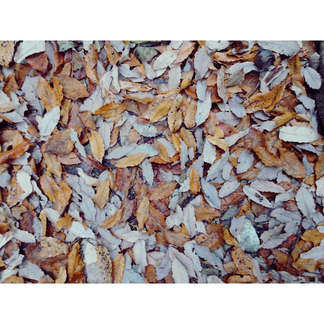 イレーネさんのインスタグラム写真 - (イレーネInstagram)「さっくさくの🍂 冬の里山をハイキング 2019 歩き納め なんとかまた少しずつ歩き始める事ができて、幸せ  名古屋からたった30分でこんな楽しい世界が！海上の森最高です。めちゃくちゃおすすめ！  手軽に行けるので、山ごはんはIKEAで😂  2020も色々行きたいな！  #ハイキング #海上の森 #里山サテライト #瀬戸 #愛知 #里山 #冬 #落ち葉　#japan #winter #hike #seto #kaishonomori #aichi #aichiexpo2005」12月26日 16時07分 - irenedewald