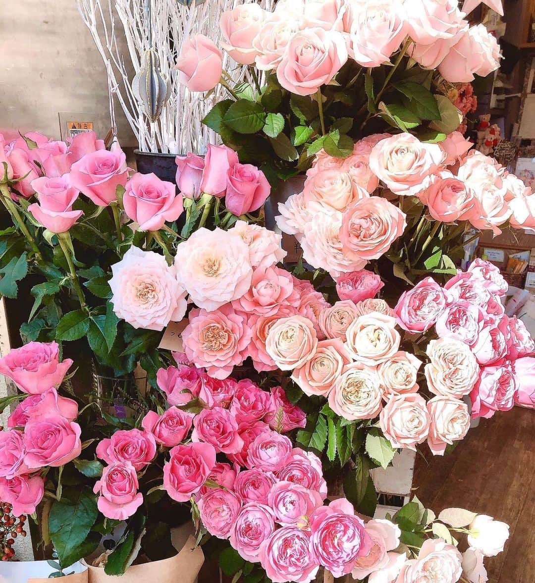 神宮 若奈さんのインスタグラム写真 - (神宮 若奈Instagram)「たくさんのバラかわいい💗 新しく変えたiPhoneの壁紙これなんだあ🥰 . ちょっと目がチカチカするけど慣れた😂 #rose #kawaii #お花 #バラ #和バラ #wakanastyle」12月26日 16時12分 - jinguwakana