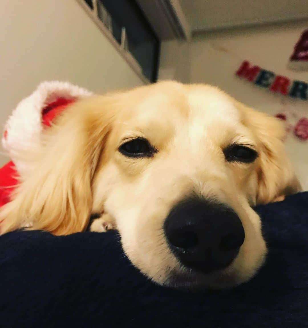 葵ゆりかさんのインスタグラム写真 - (葵ゆりかInstagram)「クリスマス終わっちゃったぬ〜〜ん🐶 脱力😴  #愛犬　#にょろ　#ミックス犬　#ミニチュアダックス　#パピヨン　#マルチーズ　#脱力　#脱力系 #癒し　#癒し系　#わんこ　#犬 #いぬ　#いぬすたぐらむ #instadog #わんこのいる生活 #いぬのきもち　#dogstagram #dog #年末」12月26日 16時36分 - yuriyuricchi