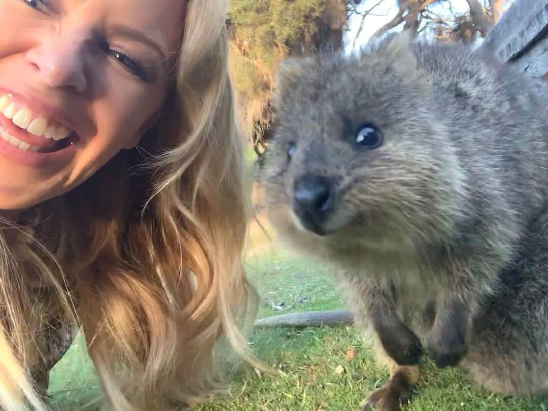 のインスタグラム：「You heard @kylieminogue - A #quokka IS literally what you need! 😍 Kylie met this adorable marsupial mate on @westernaustralia's @rottnestislandwa, where these fluffy locals roam around freely. Come hang out with them and don't forget your camera as they're always up for a selfie!  #matesong #seeaustralia」