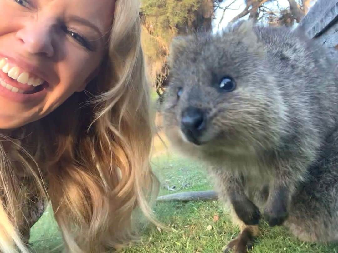 Australiaさんのインスタグラム写真 - (AustraliaInstagram)「You heard @kylieminogue - A #quokka IS literally what you need! 😍 Kylie met this adorable marsupial mate on @westernaustralia's @rottnestislandwa, where these fluffy locals roam around freely. Come hang out with them and don't forget your camera as they're always up for a selfie!  #matesong #seeaustralia」12月26日 17時00分 - australia