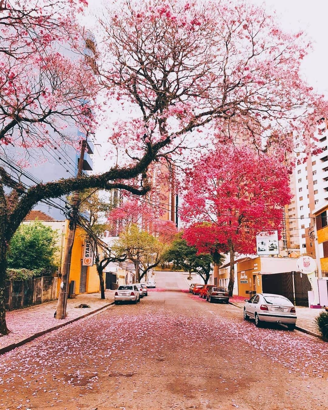 pomeloのインスタグラム：「𝒫𝒽𝑜𝓉𝑜 𝒷𝓎 @tombrito.photo  #pomelocamera #pomeloapp #pomelocam #photographer #photography #playground #park #pink #colour #car #flowercar #road #sakura #Magnolia」