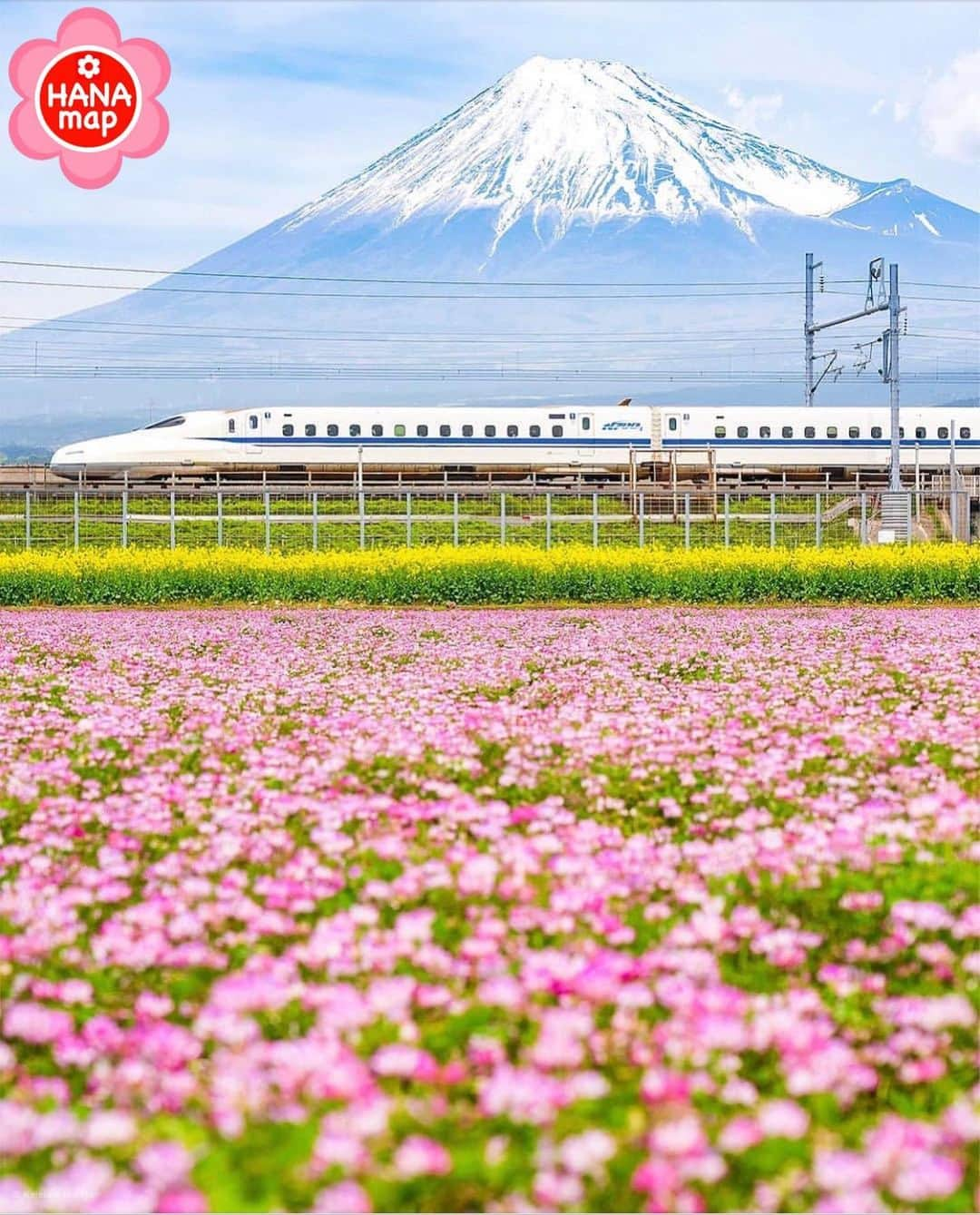 はなまっぷ❁日本の花風景さんのインスタグラム写真 - (はなまっぷ❁日本の花風景Instagram)「🌸🍺はなまっぷの忘年会2019🍺🌸 * @mori_keke さんの  2019年のお花に花まるを💮 * 今年一年素敵なお花をたくさん ありがとうございました😊🌸💮 * 全て静岡 1富士山れんげまつり 2みなみの桜と菜の花まつり 3下田公園 4瀬戸川 5掛川市文化会館シオーネ * 🌼•••🌹•••💠•••🌷•••🌸•••🌺 * 💮みなさんの2019年のお花に花まるを💮 * 今年撮影されたお気に入りのベスト5 （5枚以内なら何枚でもok） を複数枚一括投稿で、 #はなまっぷ忘年会2019 に投稿お願いします😊 * みなさんのご参加お待ちしております🍺 * #はなまっぷ * 🌼•••🌹•••💠•••🌷•••🌸•••🌺 * #日本#花#花畑#花のある風景」12月26日 19時01分 - hanamap