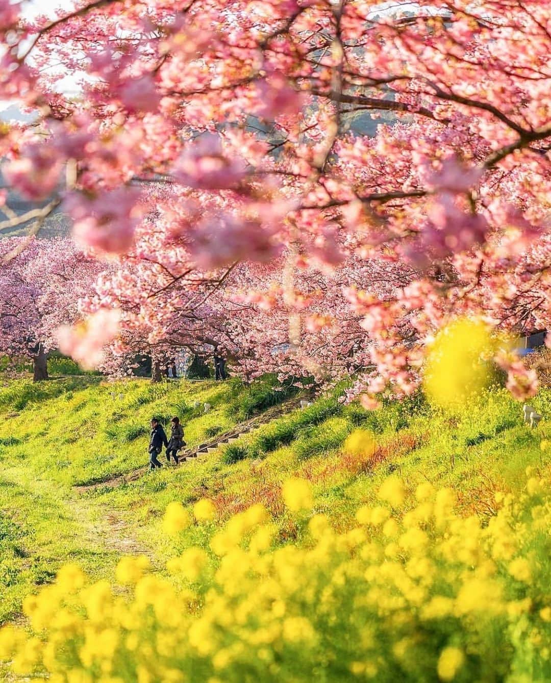 はなまっぷ❁日本の花風景さんのインスタグラム写真 - (はなまっぷ❁日本の花風景Instagram)「🌸🍺はなまっぷの忘年会2019🍺🌸 * @mori_keke さんの  2019年のお花に花まるを💮 * 今年一年素敵なお花をたくさん ありがとうございました😊🌸💮 * 全て静岡 1富士山れんげまつり 2みなみの桜と菜の花まつり 3下田公園 4瀬戸川 5掛川市文化会館シオーネ * 🌼•••🌹•••💠•••🌷•••🌸•••🌺 * 💮みなさんの2019年のお花に花まるを💮 * 今年撮影されたお気に入りのベスト5 （5枚以内なら何枚でもok） を複数枚一括投稿で、 #はなまっぷ忘年会2019 に投稿お願いします😊 * みなさんのご参加お待ちしております🍺 * #はなまっぷ * 🌼•••🌹•••💠•••🌷•••🌸•••🌺 * #日本#花#花畑#花のある風景」12月26日 19時01分 - hanamap
