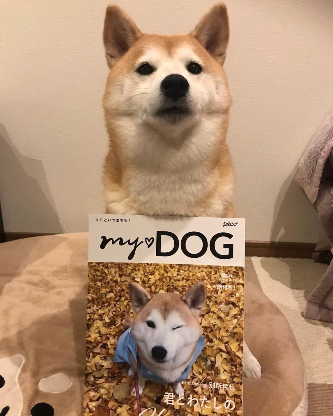 柴犬のモモさんのインスタグラム写真 - (柴犬のモモInstagram)「じゃーん PECOさんから新雑誌「MY DOG」が創刊されました。なんと「MY DOG」は「うちのコ表紙」というサービスがあり、文字通り指定した写真を表紙にしたMY DOGを作ってもらえます(内容は一緒&別料金発生)3月売りの次号から開始のサービスで、今回はトライアル企画にお誘いいただきました。 中身もワンコに関して基本的なものから旅行先の情報など、充実していて読み応えあります。 一生の宝物になりました、ありがとうございます。 #pecomydog #pecomydog世界にひとつだけのうちのコ表紙 #pecomydog創刊号おめでとう #いぬ #イヌ #犬 #柴犬 #赤柴 #日本犬 #犬バカ部 #ふわもこ部 #いぬら部 #癒しわんこ #柴犬マニア #犬のいる暮らし #口角キュキュッと部 #shiba #shibainu #shibadog #dogstagram #dogsofinstagram #shibastagram #shibasofinstagram #shibamania #inu #instadog #toyota_dog」12月26日 21時17分 - shi_ba_i_nu_momo