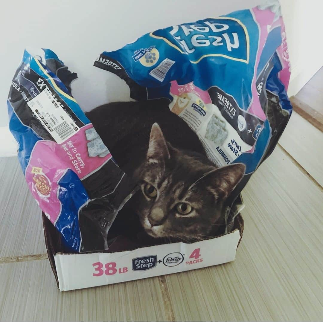 Fresh Stepさんのインスタグラム写真 - (Fresh StepInstagram)「🎁📦🗳️"I love the holiday season. I get to play with many different boxes. Never stop shopping, humans!" - Mazda. If you got fun photos or videos of your furballs in gift boxes, tag us with #CatInABox #Unboxing to be featured!❤️ 📸: @15_eyes」12月26日 22時01分 - freshstep