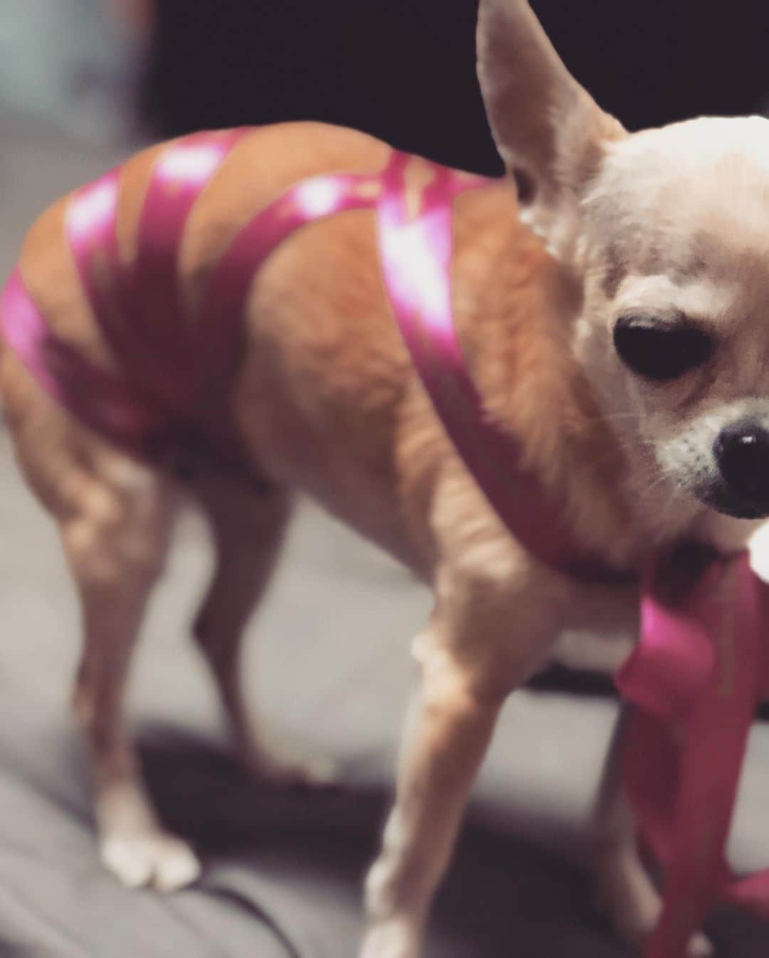 風子さんのインスタグラム写真 - (風子Instagram)「#チワワ #chihuahua  #かわいい  #老犬#15歳」12月26日 22時21分 - pchan030