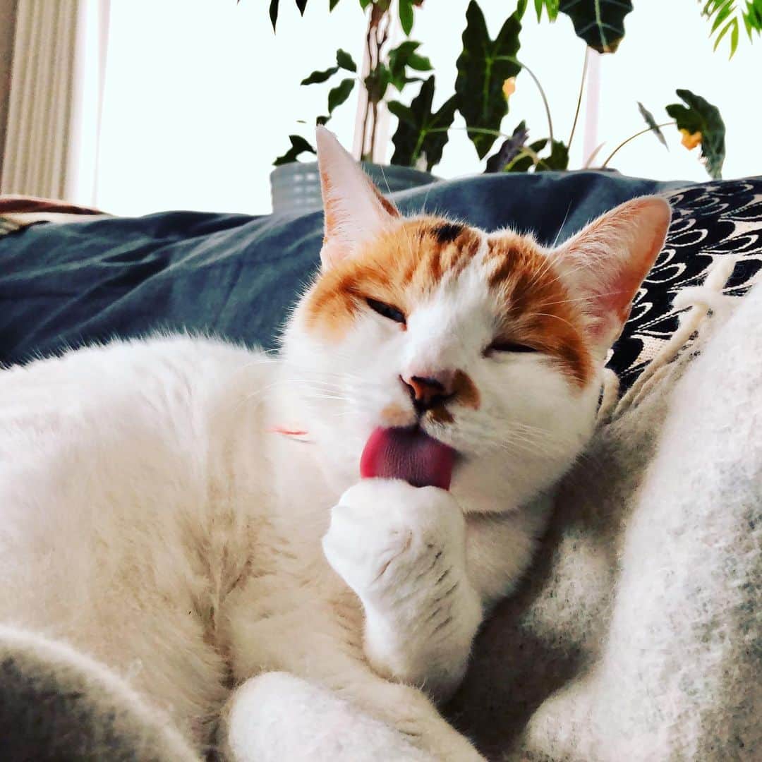 池田有希子のインスタグラム：「#catstagram #chilltime」