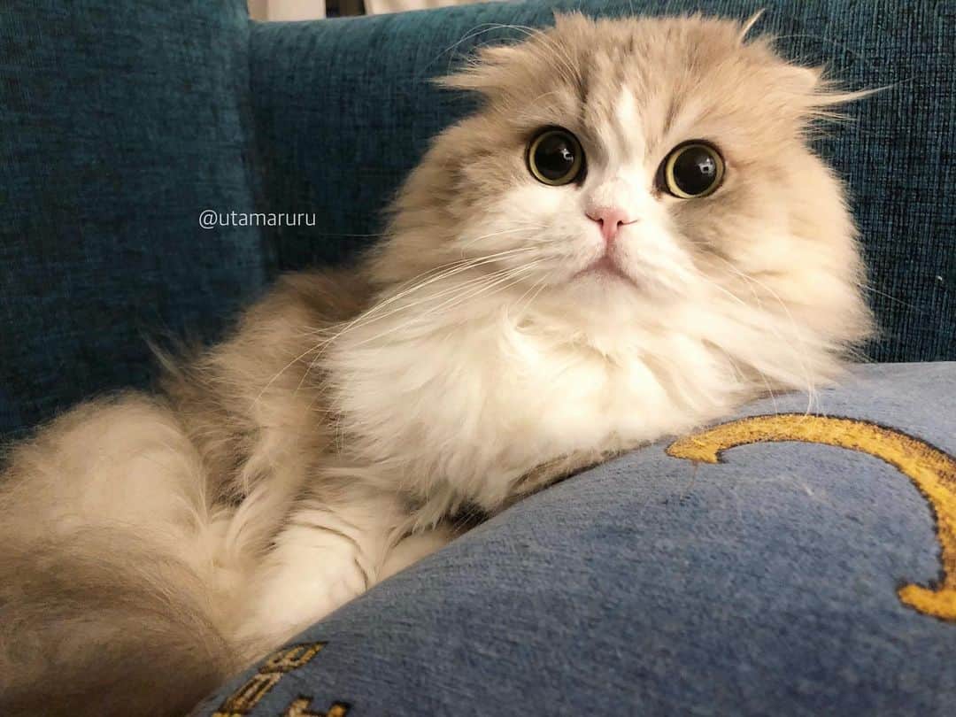 のインスタグラム：「詩丸です🦉✨ おめめまん丸だね〜☺️❤️ .  Utamaru🦉✨ cute round eyes☺️❤️ .  #🐱 #🐈 #❤️」