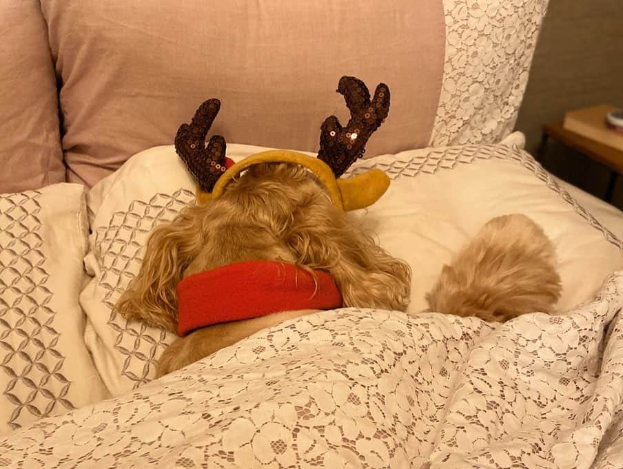 中川杏奈さんのインスタグラム写真 - (中川杏奈Instagram)「メリークリスマス🎄🎅🎁✨ 今年はお仕事があったりで、クリスマスはおうちでごろごろ過ごしました(o^^o) ノアたんはトナカイのカチューシャをかぶせた途端かたまってしまいそのまま5分後に寝てしまいました(°_°) 犬ってあまり着たくない服とか帽子を乗せると時が止まったように硬直するけどなんでだろう？？？ 写真撮っていたらそのまま寝てしまったようでしばらくベッドで寝かせていたら、突然起きてブサイクな寝顔を見せてくれました♡ なんとまぁ愛らしい😻💓💓 とてもほっこり、布団乾燥機であったかクリスマスでした(*^^*)🎄 最後は最近作ったパエリア🥘 思ったようなお米の味にならず難しい… タイ米&頭付き赤エビで作ったので前よりは美味しく出来た気がするかな🦐 : #クリスマスサンタ #メリクリ #愛犬との暮らし  #愛犬とクリスマス　#サンタとトナカイ #ダサセーター  #クリスマスセーター #アグリーセーター  #犬あるある #クリスマスパーティー　#happyholidays #merrychristmas #instadog #xmaspresent #xmasknit #xmasfashion #xmasstyle #happyhanukkah #クリスマスコーデ　#agree #アメリカンこコッカースパニエル #パエリア作った #クリスマス映画　#バットサンタ　 #バットサンタ2 みたいのにどうしたら見れるの？😭」12月26日 23時18分 - annanakagawa0228