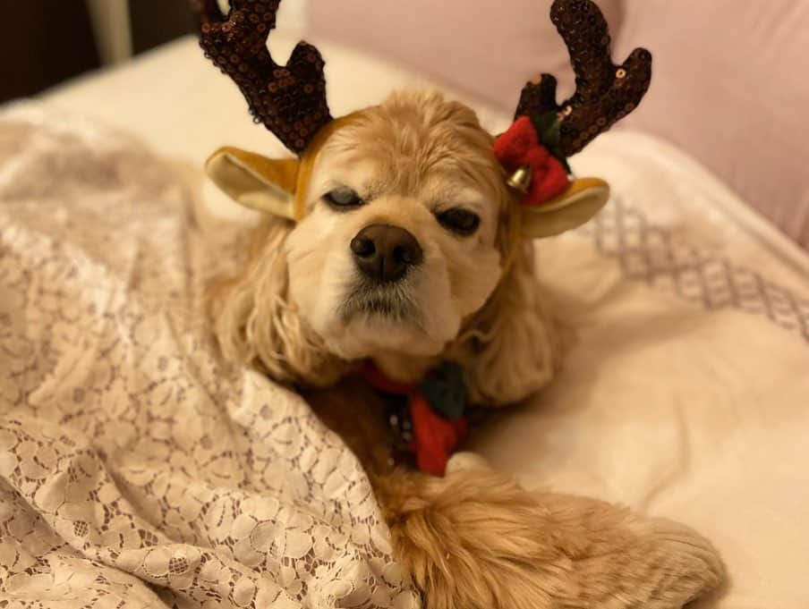 中川杏奈さんのインスタグラム写真 - (中川杏奈Instagram)「メリークリスマス🎄🎅🎁✨ 今年はお仕事があったりで、クリスマスはおうちでごろごろ過ごしました(o^^o) ノアたんはトナカイのカチューシャをかぶせた途端かたまってしまいそのまま5分後に寝てしまいました(°_°) 犬ってあまり着たくない服とか帽子を乗せると時が止まったように硬直するけどなんでだろう？？？ 写真撮っていたらそのまま寝てしまったようでしばらくベッドで寝かせていたら、突然起きてブサイクな寝顔を見せてくれました♡ なんとまぁ愛らしい😻💓💓 とてもほっこり、布団乾燥機であったかクリスマスでした(*^^*)🎄 最後は最近作ったパエリア🥘 思ったようなお米の味にならず難しい… タイ米&頭付き赤エビで作ったので前よりは美味しく出来た気がするかな🦐 : #クリスマスサンタ #メリクリ #愛犬との暮らし  #愛犬とクリスマス　#サンタとトナカイ #ダサセーター  #クリスマスセーター #アグリーセーター  #犬あるある #クリスマスパーティー　#happyholidays #merrychristmas #instadog #xmaspresent #xmasknit #xmasfashion #xmasstyle #happyhanukkah #クリスマスコーデ　#agree #アメリカンこコッカースパニエル #パエリア作った #クリスマス映画　#バットサンタ　 #バットサンタ2 みたいのにどうしたら見れるの？😭」12月26日 23時18分 - annanakagawa0228