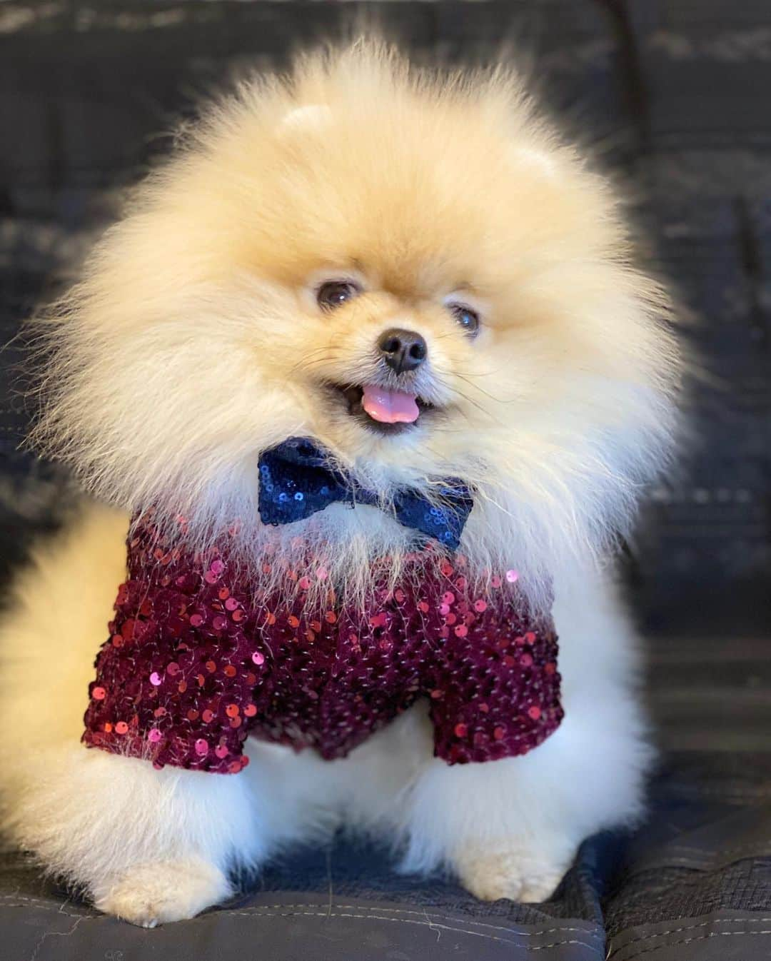 Shilaさんのインスタグラム写真 - (ShilaInstagram)「We are trying our outfits for new year pawtyy🎉🎈🎊..What do you think? 😉😆..Happy Thursdayyy 😃❤️😘 // Yilbasi partisi icin kiyafet provasi yapiyoruz..😁Sizce nasil ?😉😆..Herkese mutlu gunlerr😃❤️😘#happynewyear」12月26日 23時23分 - shila_the_pom