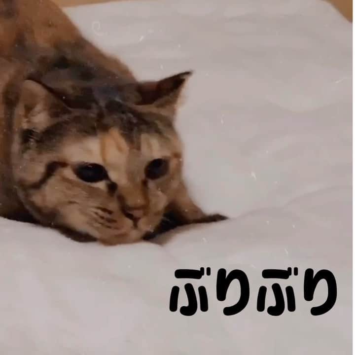 南口奈々のインスタグラム：「. ただ茶こがぶりぶりするだけの動画にゃ #ミルスタ #instacat #ネコスタグラム #猫 #ネコ #にゃんこ #cat  #ふわもこ部 #ペコねこ部 #スノーシュー #靴下にゃんこ #茶こ」