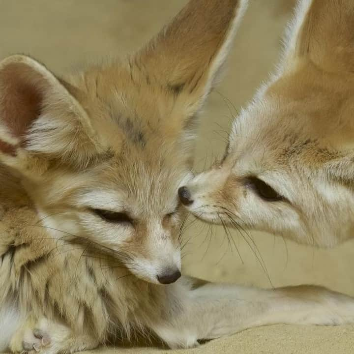 スミソニアン国立動物園さんのインスタグラム写真 - (スミソニアン国立動物園Instagram)「🐾 The smallest of all canids, fennec foxes are 14 to 16 inches long, with an additional 7 to 12 inches of tail. Despite their diminutive stature, adult fennec foxes can jump up to 3 ft. when standing. Come visit Daisy & Barkley at the Small Mammal House!」12月27日 0時14分 - smithsonianzoo