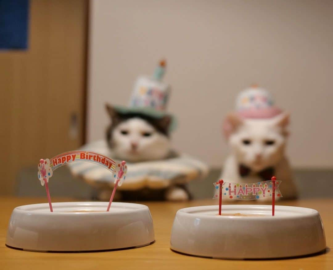 八、おこめさんのインスタグラム写真 - (八、おこめInstagram)「はい！誕生日は8月8日です！ 今年の誕生日は今年のうっちぃ〜にっ！ 4・5枚目→横から見るとこんな体勢で撮ってますw2人ともわりとお利口さんに待ってくれるw #八おこめ記念日準備編 👈こちら 食べる編がおもろいの撮れたからまた明日〜お付き合い下さい♩ イイね＆コメントを頂いてるのにバタバタしててお返事できずにごめんなさい。全部嬉しく読んでおりますよ〜♩ありがとうございます❤︎ 今年も楽しい事や旅行の写真いっぱい撮ったのにぜんぜん思い出の記録ができてない…せっかく楽しい思い出いっぱいやから来年はちゃんと記録しよ✨ #八おこめ記念日 #八おこめズラ #八おこめ #ねこ部 #cat #ねこ #猫 #ネコ」12月27日 0時19分 - naomiuno