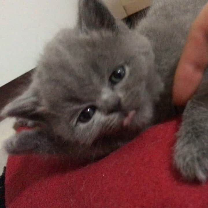 minik_catsのインスタグラム：「Yine tembellikte 😂 #pumpkin  #love #cat #cats #catsofinstagram #vscocat #vscoturkey #vscogram #instacat #instagood」